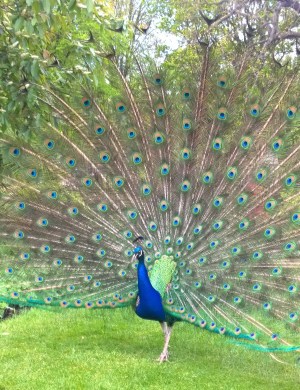 WP_20150504_12_44_01_Pro